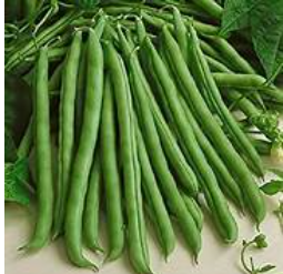 Tenderette Green Bean Seeds
