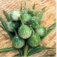 Green Thai Round Eggplant