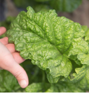 Tuscany Basil