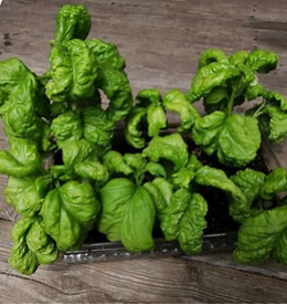 Tuscany Basil