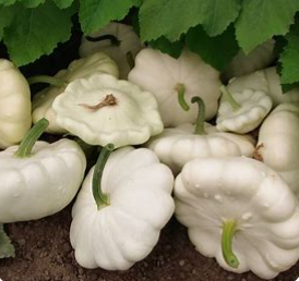 Summer White Scallop Squash