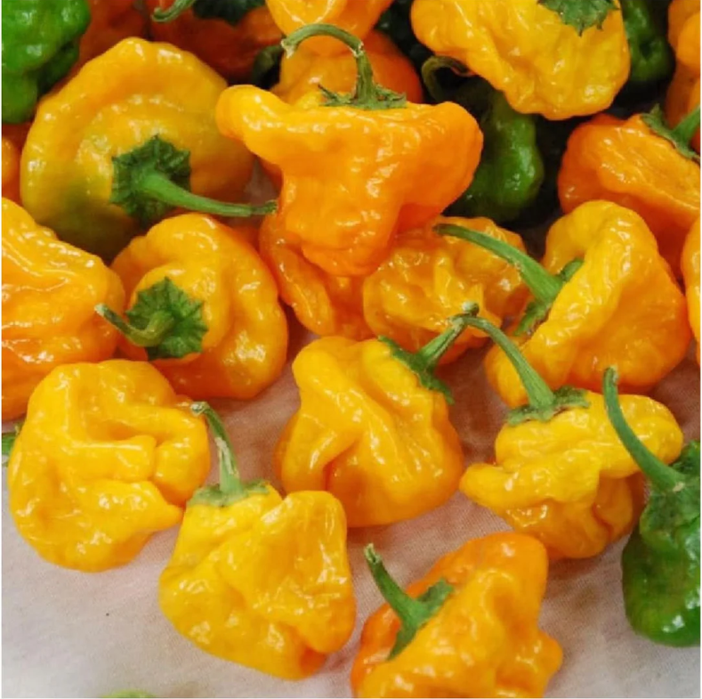 Starter Box: Some Like It Hot Peppers