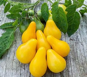 Yellow Pear Tomato